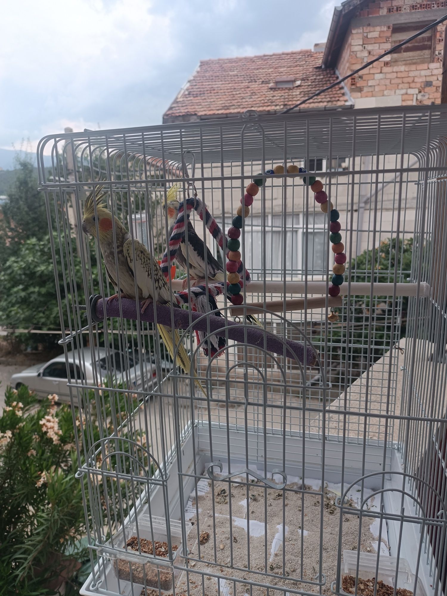 Папагали Корели двойка