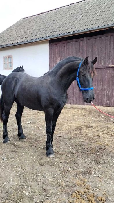 Manz armasar frizian 1 an si 8 luni