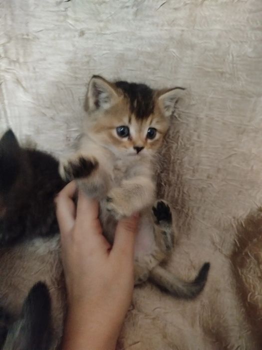 Продаются Британские золотые шиншиллы