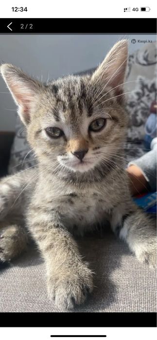 Отдам в добрые руки котенка