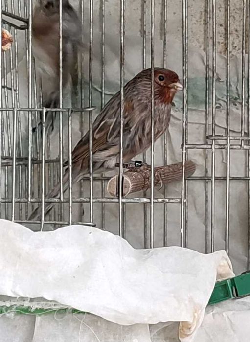 Последен женски и мъжки канари за Бургас