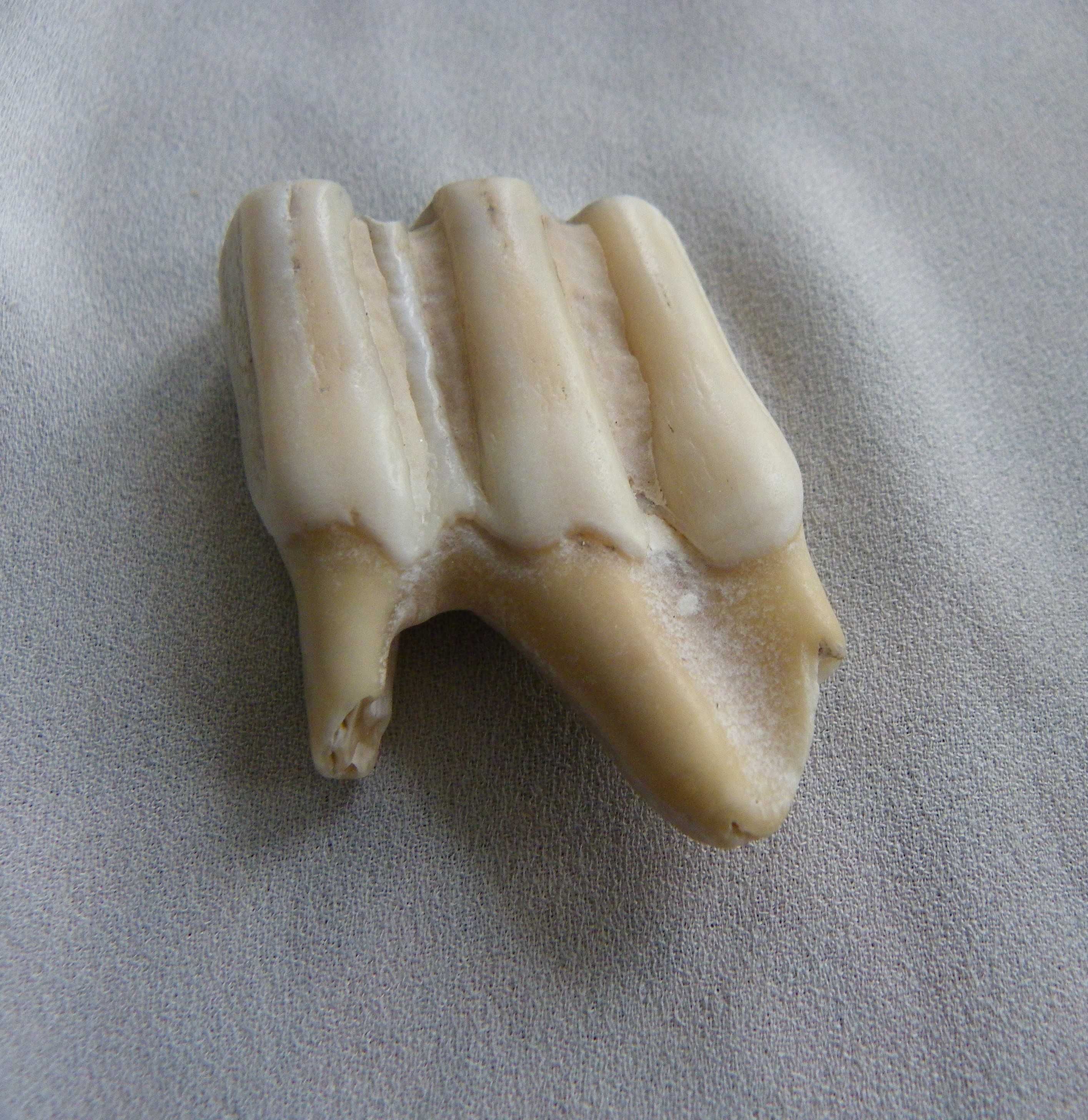 Зъб и кост от пещерен лъв, среден-късен плейстоцен