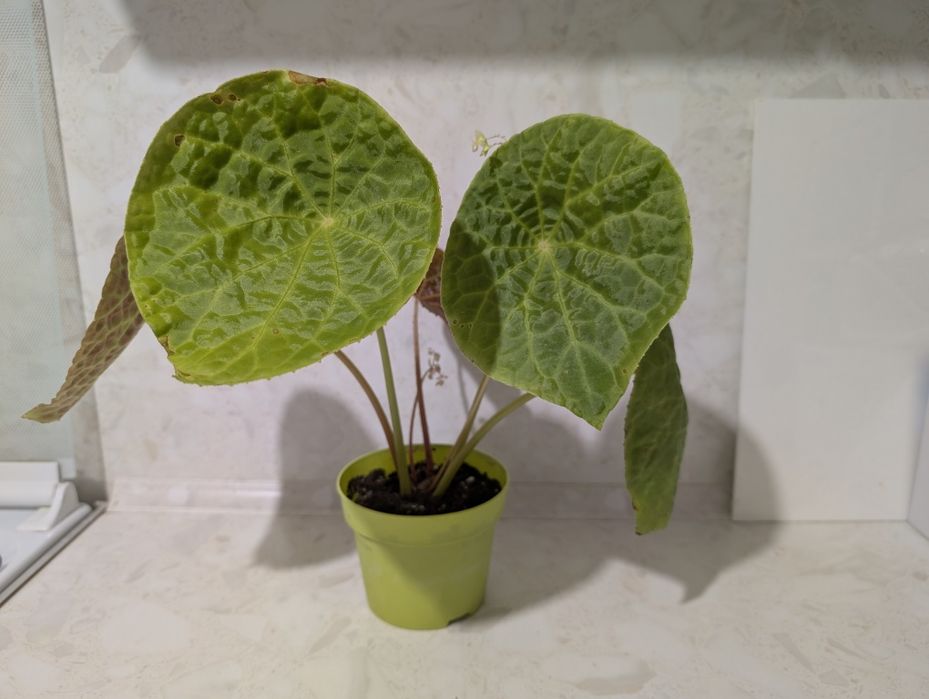 Бегония футоэнсис