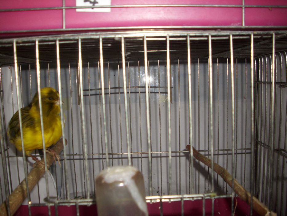 vand canari de culoare isabel si postura gloster norwich