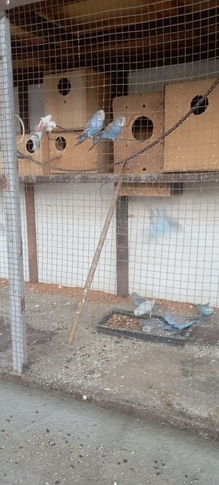 Сотилади.Тутикушлар.Нархи 65000 сум.