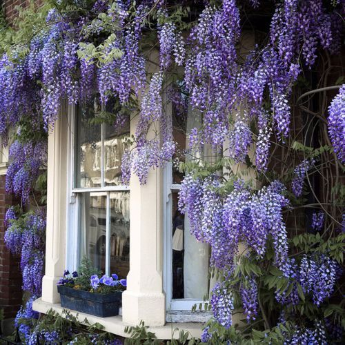 Planta agatatoare wisteria (unica în felul ei ! )