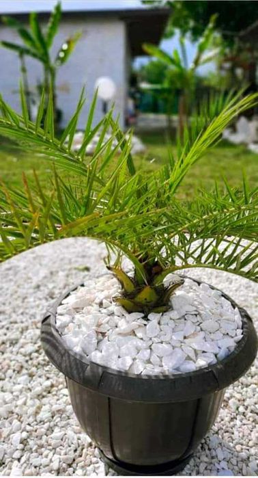 Spartură de Marmură Albă/Praf de Marmură Alb/PiatrăNaturalăDecorativă