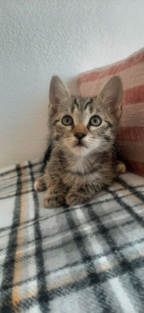 Pui de pisica spre adoptie care au 8 saptamani