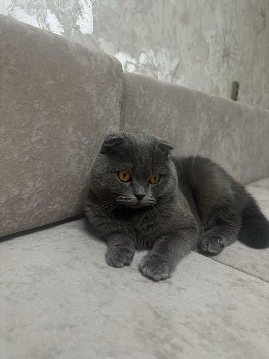 Молодой котик ищет невесту,готовы принять у себя в гости шатлански