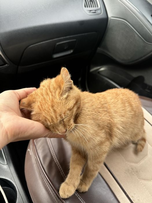 Кошка девочка очень умная 4 месяца