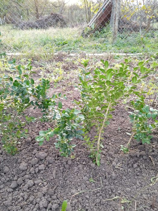 Buxus (tisa) diferite marimi