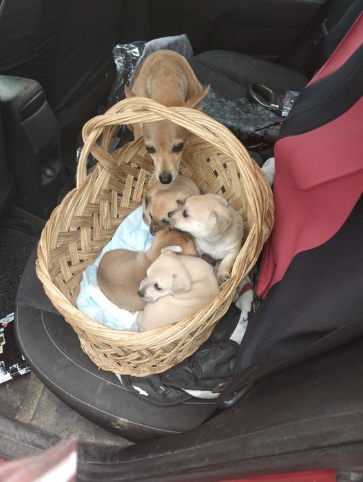 Продавам пинчери