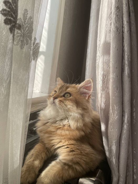 Котенок шиншилла девочка, срочно