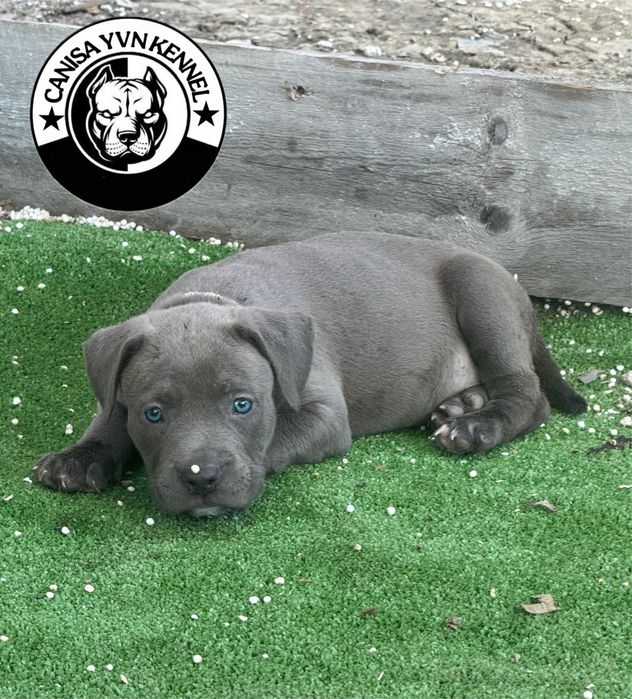 Femela amstaff blue