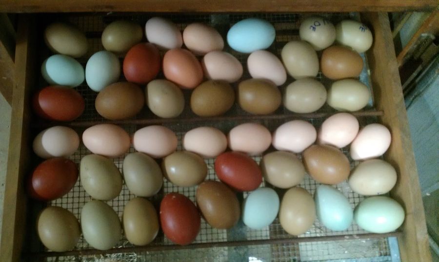 Инкубационное яйцо Доминант микс крупная партия на март