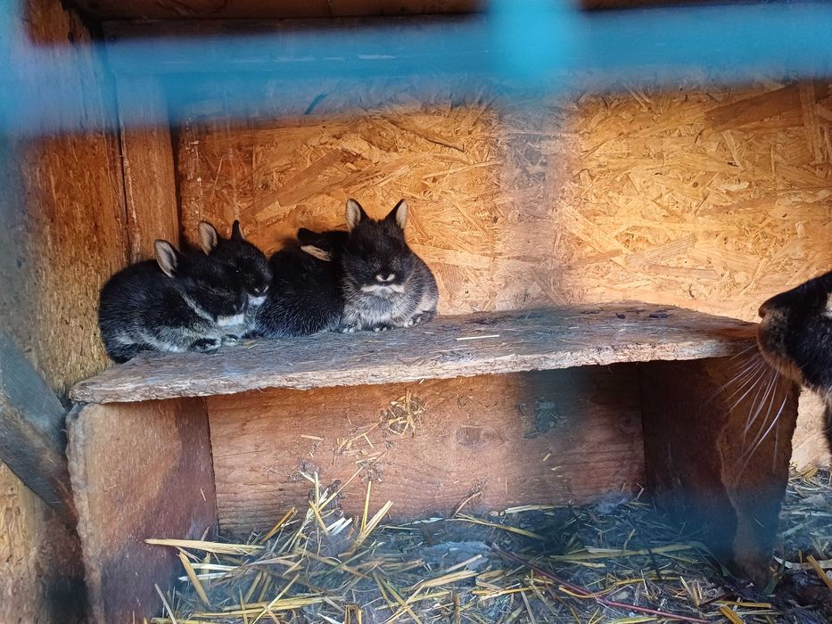 Lot iepuri 16 bucăți loh german, hotot ,pitic rusesc