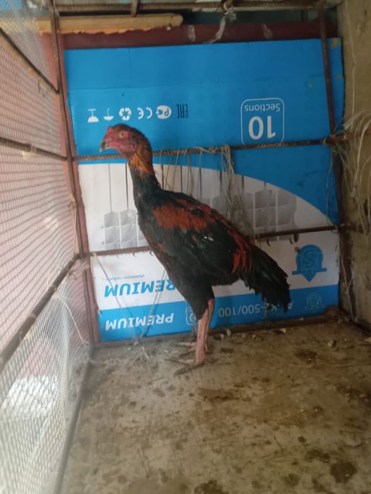 Дакан ннннннннннннннннннннн