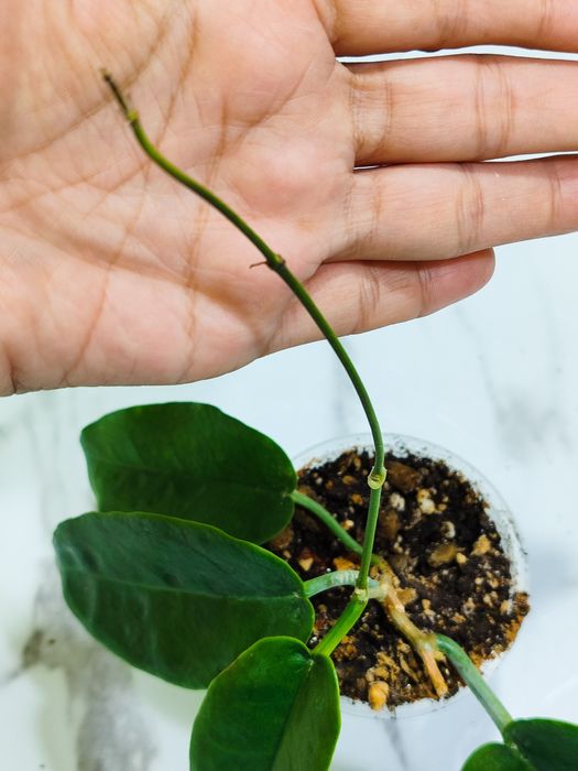 Хойя Арчибольдиана