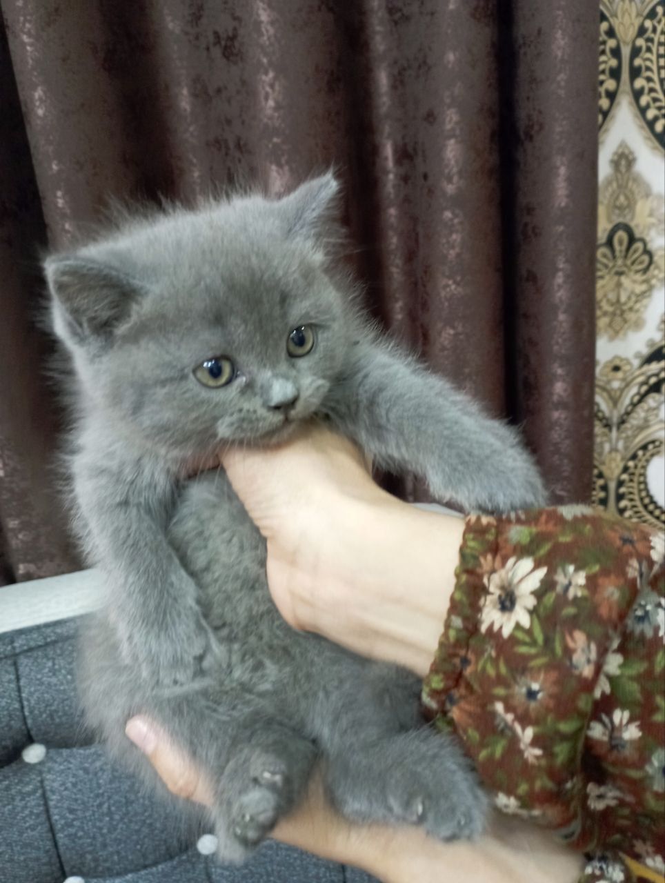 Мушук болачалари сотилади зотли хайлин шиншила