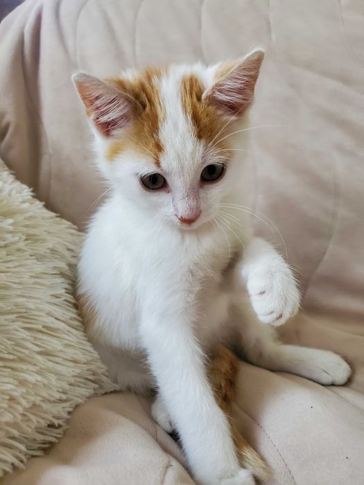 Очарователно рижо-бяло котенце търси дом.