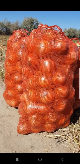 Продам лук на хранение