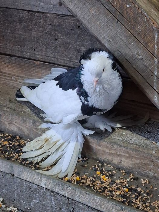 Porumbei Vând sau schimb