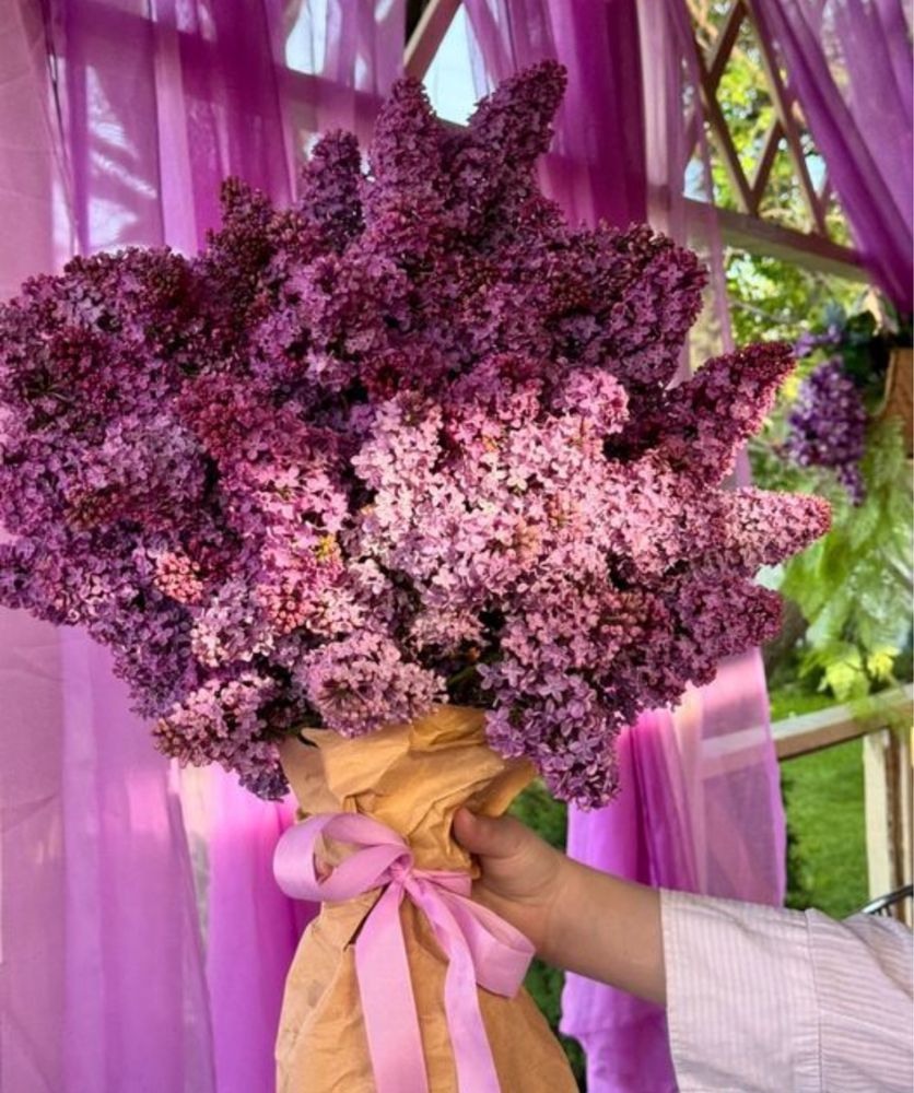 Продам букеты сирени не дорого