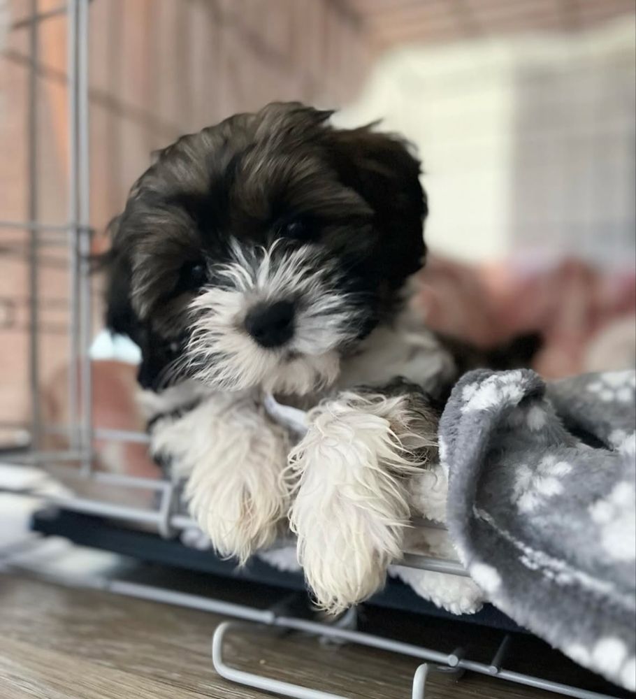 Bichon havanez 2 luni