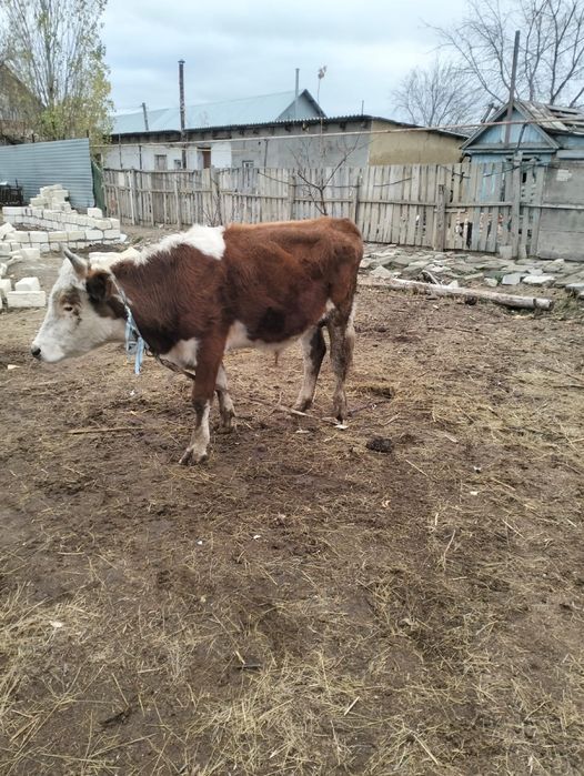 Бұқа сатыладыыыыы