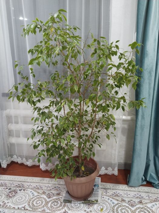 Цветы срочно продаю