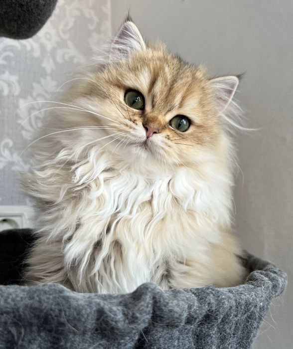 Pisica british cu pedigree