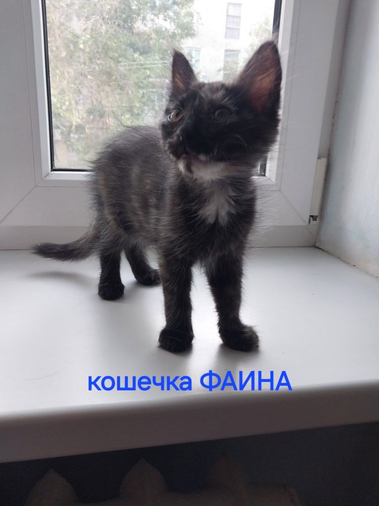 Котята домашние возраст 2месяца