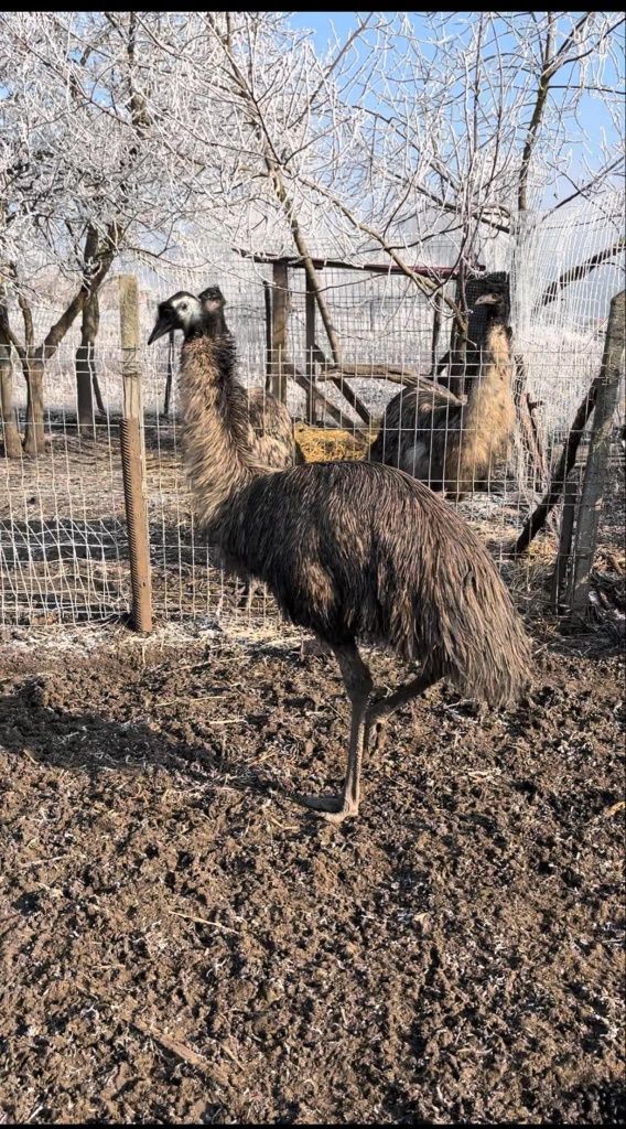 Disponibili Emu maturi și tineret.