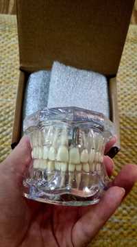 Mulaj dentar transparent cu dinti detasabili