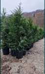 Cupressus Leylandii ( chiparos, gard viu) plante, perdea verde