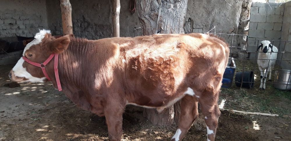 Gibrid buqa boqishga tayyor 6 oylik