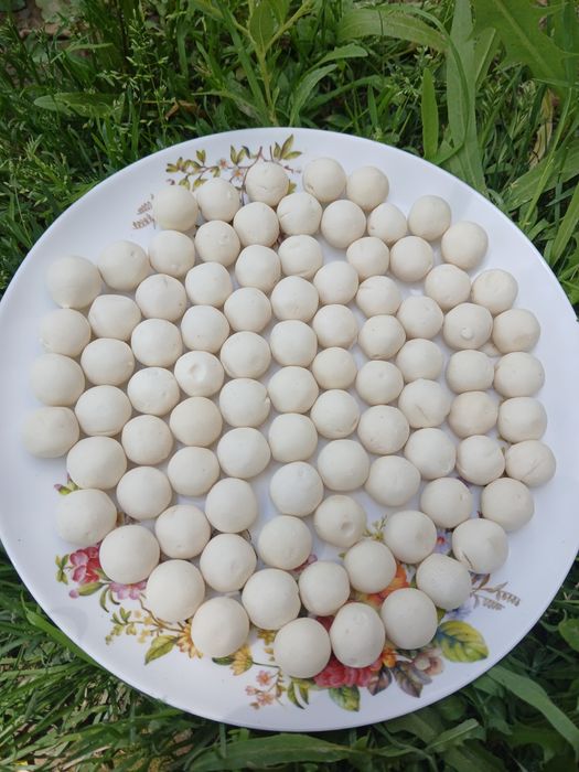 Domashni tabiiy qurtga zakaz olamiz