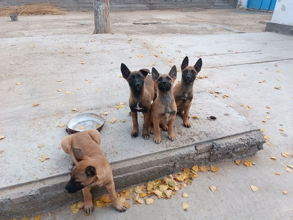 Бельгийская малиуна