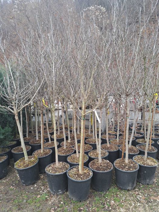 Tuia leylandi, smarald, spirală, pon pon, magnolie, mesteacăn tei