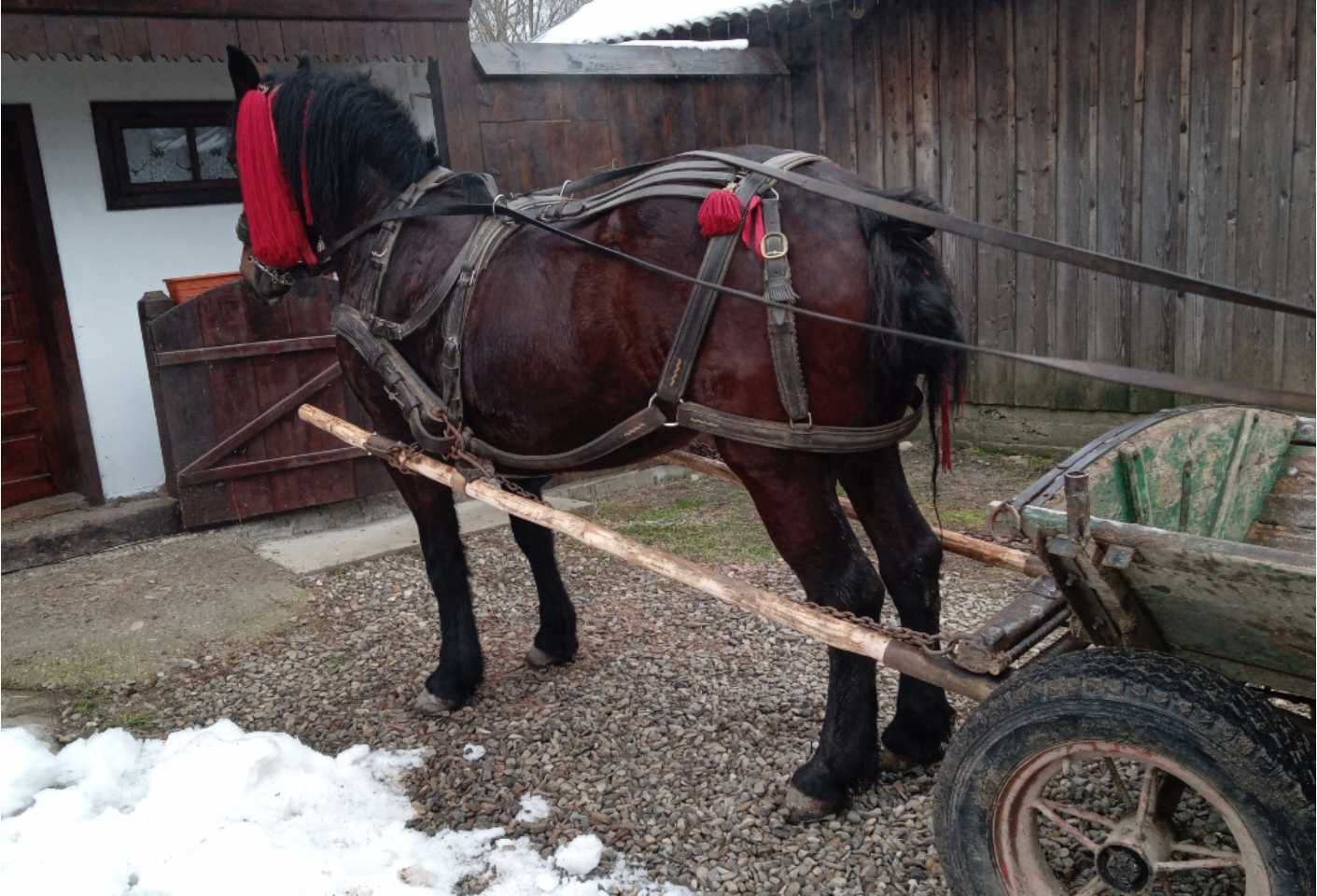 Vând iapă garantata 100 pe 100