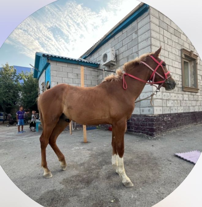 Тай сатылады Кунан шыгар жуас