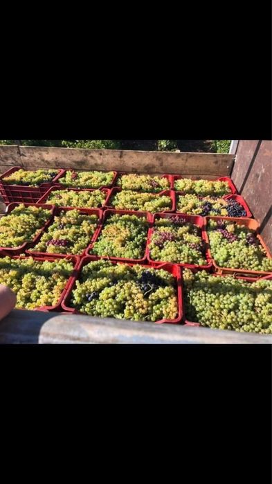 Vand struguri pentru vin !