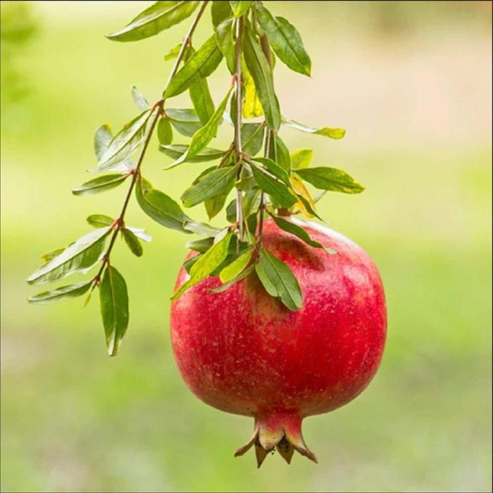 Pomi Fructiferi Exotici (Soiuri de Rodiu )