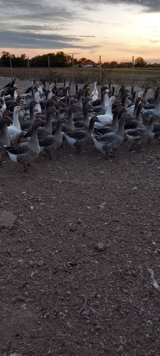 Vând gâște soi mare