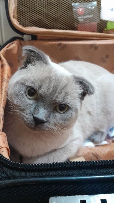 Scottish fold кот