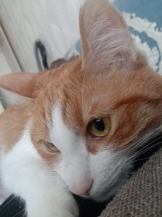 Отдам домашнего котика в хорошие добрые руки