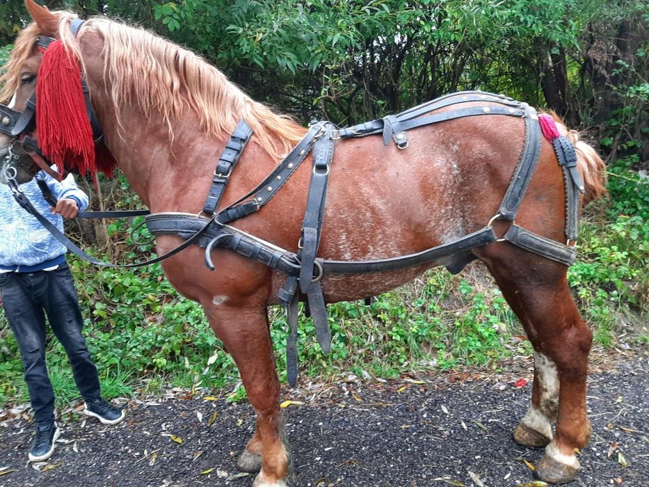 De vânzare un harmasar de 5 ani blând curat la picioare trage suta pe