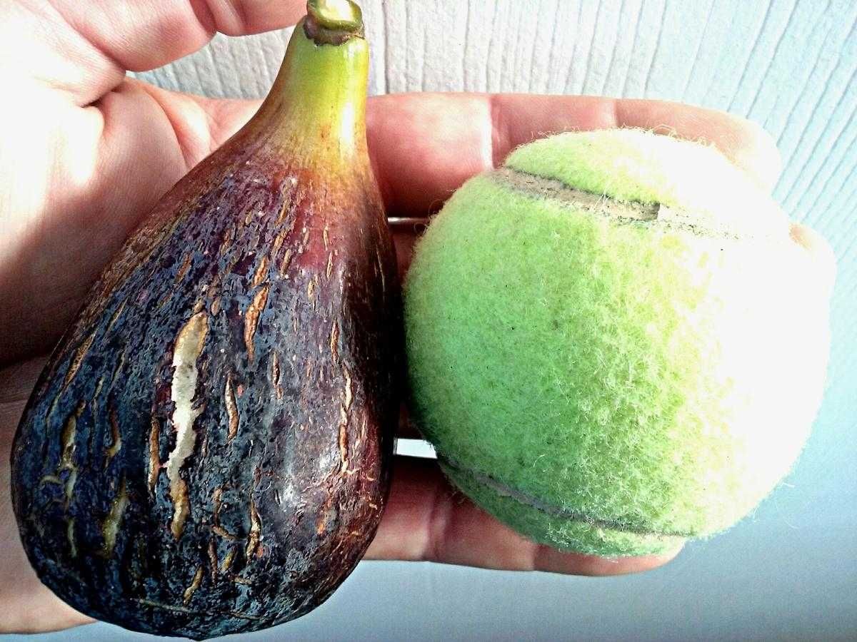 Smochin Napolitana / Ficus carica Napolitana în Ghiveci