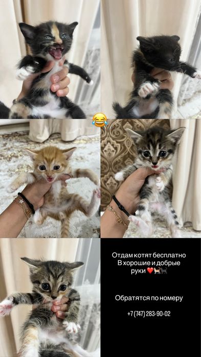 Котята мальчики и девочки