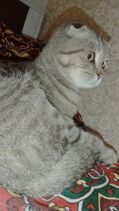 Скоттеш фолд Мальчик 8 месяце